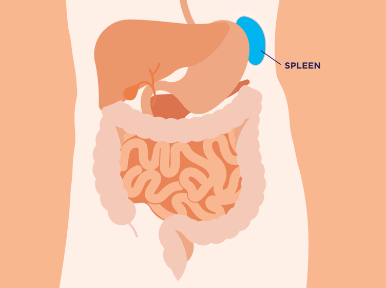 Graphic of a human body with a spleen in a circle and lines indicating where it would be in the body