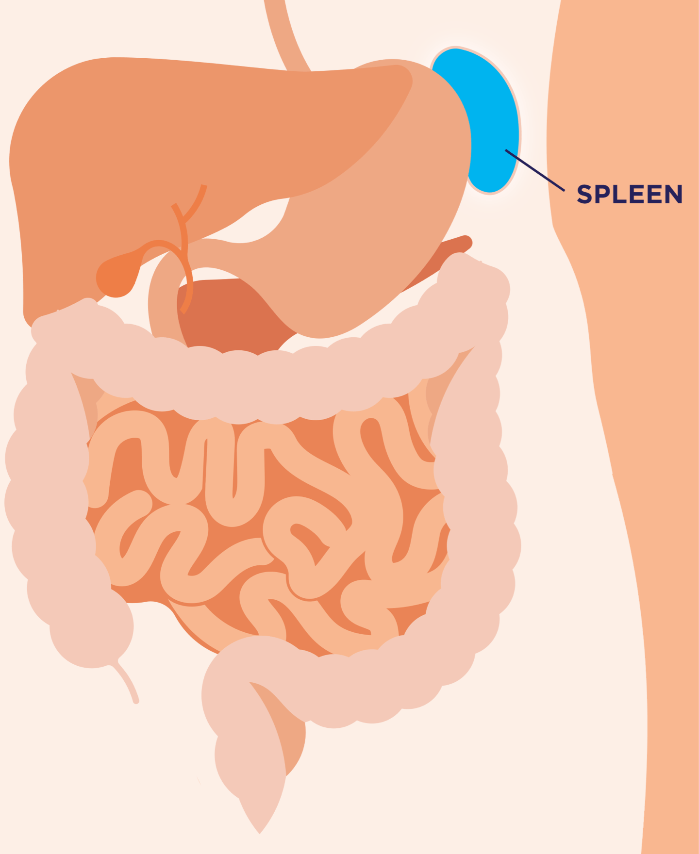 Graphic of a human body with a spleen in a circle and lines indicating where it would be in the body