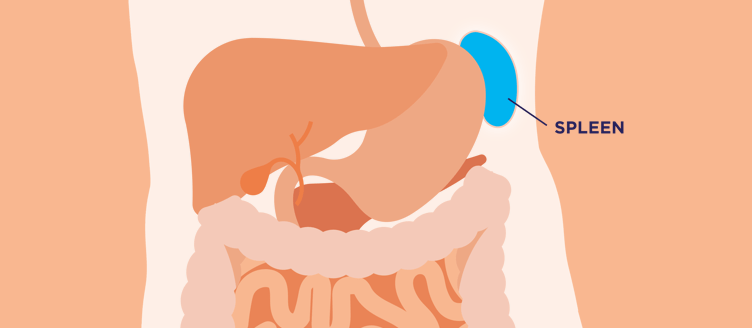 myelofibrosis_mf_and_your_spleen_-_article_page_-_mobile_-_header_compressed2x